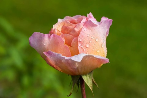 Pink blossom of the shrub rose with water droplets, green background, North Rhine-Westphalia,