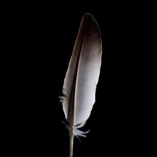 The tall feather stands upright against a black background, highlighting its smooth surface and