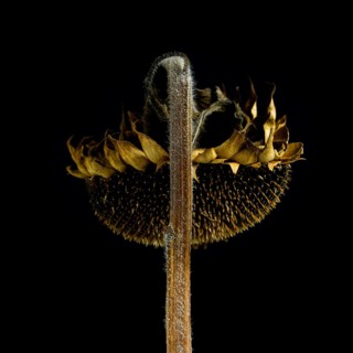 A dead sunflower stands prominently against a black background, highlighting its dried petals and