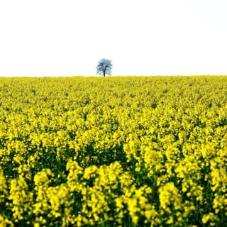 A solitary tree rises above a bright, yellow colza field in Limagne plain, Puy de Dome. This scene