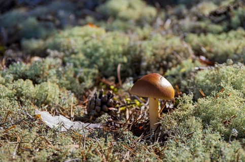 Mossy forest floor with small mushroom in a forest near Henan, Orust Island, Bohuslän, Västra