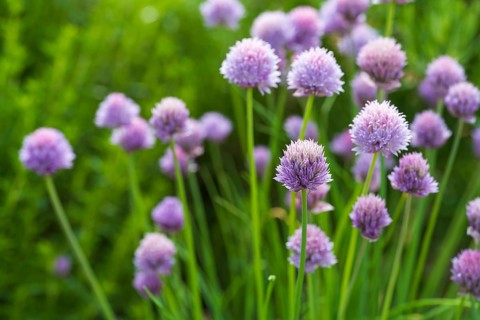 Flowering chives (Allium schoenoprasum), North Rhine-Westphalia, Germany