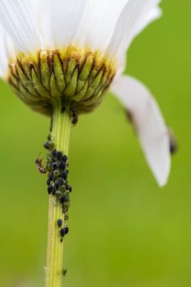 Aphids and an ant on the stem of a flower, close-up, North Rhine-Westphalia, Germany