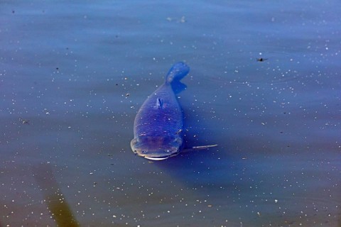 Catfish, fish pond, Fischers Land Boek, Mecklenburg Lake District, Mecklenburg-Western Pomerania,