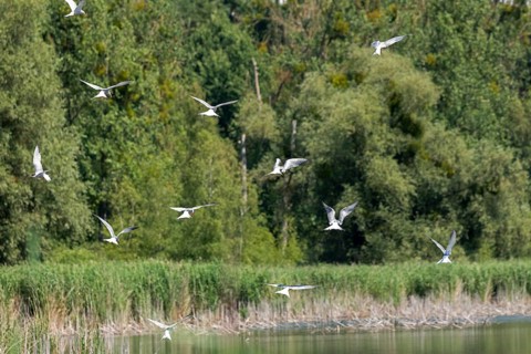 Terns flying over a fish pond, Fischers Land Boek, Mecklenburg Lake District, Mecklenburg-Western