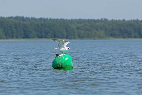 Gull, Mew Gull (Larus canus) sitting on a buoy, Woterfitzsee, Müritz National Park, Mecklenburg