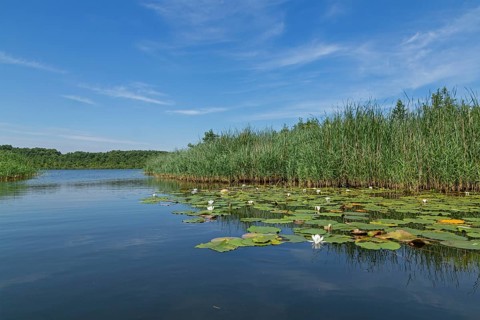 Water lilies, reeds, Caarpsee, Müritz National Park, Mecklenburg Lake District, Mecklenburg-Western