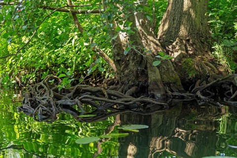 Rootstock of a tree, Alte Fahrt canal between Bolter Schleuse lock and Caarpsee lake, Müritz