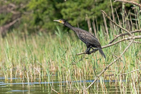 Cormorant (Phalacrocorax carbo) sitting on a branch, Leppinsee, Mecklenburg Lake District,