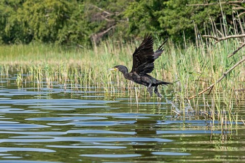 Cormorant (Phalacrocorax carbo) starts, Leppinsee, Mecklenburg Lake District, Mecklenburg-Western