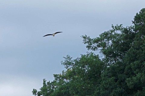 Osprey (Pandion haliaetus) in flight over Lake Leppin, trees, Rechlin, Mecklenburg Lake District,