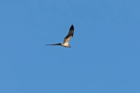 Osprey (Pandion haliaetus) in flight over Lake Leppin, Rechlin, Mecklenburg Lake District,