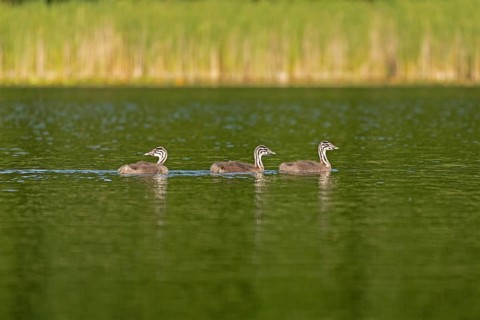 Young great crested grebe (Podiceps ribbonfish), Leppinsee, Rechlin, Mecklenburg Lake District,