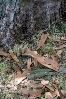 Plane trees, Platanus × acerifolia, often shed their bark in summer, the bark cannot grow with the