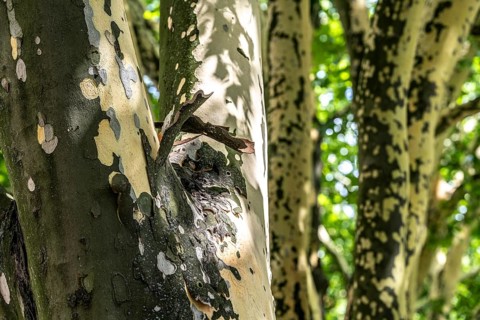 Plane trees, Platanus × acerifolia, often shed their bark in summer, the bark cannot grow with the