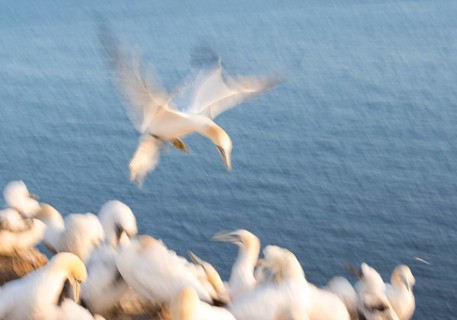 Northern gannet (Morus bassanus) (synonym: Sula bassana) with outstretched wings, with head and