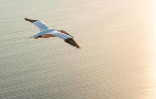 Northern gannet (Morus bassanus) (synonym: Sula bassana) flies elegantly at dusk over the calm,