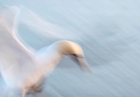 Northern gannet (Morus bassanus) (synonym: Sula bassana) with outstretched wings, with head and