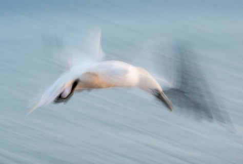 Gannet (Morus bassanus) (synonym: Sula bassana), spread, softly blurred wings, with head stretched