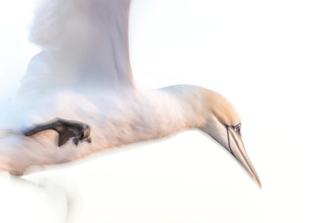 Northern gannet (Morus bassanus) (synonym: Sula bassana) with outstretched wings in landing