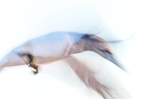 Northern gannet (Morus bassanus) (synonym: Sula bassana) with spread wings, close-up landing