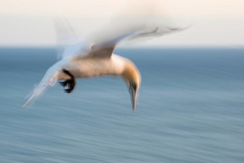 Northern gannet (Morus bassanus) (synonym: Sula bassana) with outstretched wings, with head