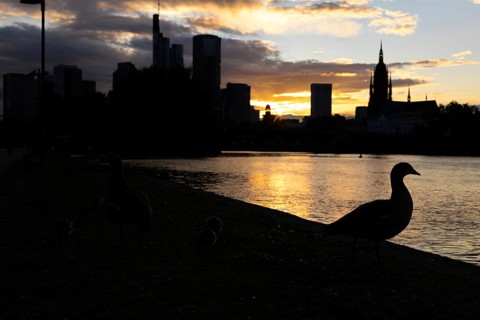 A goose sits on the banks of the Main in the evening while the sun sets between clouds behind the