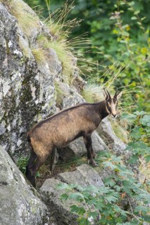 Chamois (Rupicapra rupicapra) on a mountain cliff in the Vosges Mountains, wildlife, France