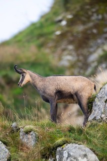 Chamois (Rupicapra rupicapra) on a mountain cliff in the Vosges Mountains, wildlife, France