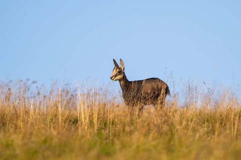 Chamois (Rupicapra rupicapra) youngster on a meadow in the Vosges Mountains, wildlife, France