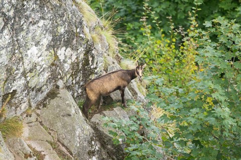Chamois (Rupicapra rupicapra) on a mountain cliff in the Vosges Mountains, wildlife, France
