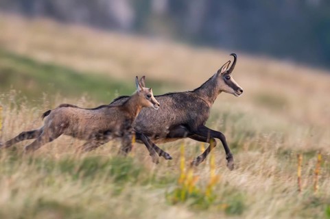 Chamois (Rupicapra rupicapra) mother with her youngster on a meadow in the Vosges Mountains,