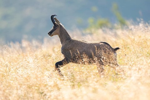 Chamois (Rupicapra rupicapra) on a meadow in the Vosges Mountains, wildlife, France
