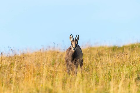 Chamois (Rupicapra rupicapra) on a meadow in the Vosges Mountains, wildlife, France