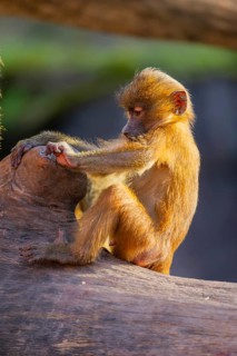 Guinea baboon (Papio papio) youngster sitting on the tree trunk, Bavaria, Germany Europe