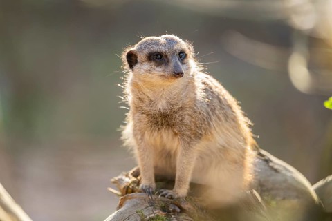 Meerkat (Suricata suricatta) sitting on a tree trunk, captive, Germany