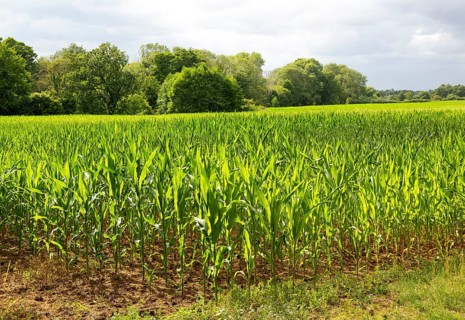 Sweet corn maize crop growing in field, Sutton, Suffolk, England, UK