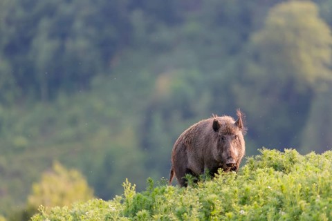 A wild boar (Sus scrofa) runs across a field of wild chamomile (Matricaria chamomilla). Bavaria,