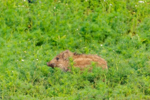 A wild boar piglet (Sus scrofa) stands in a field of wild chamomile (Matricaria chamomilla).