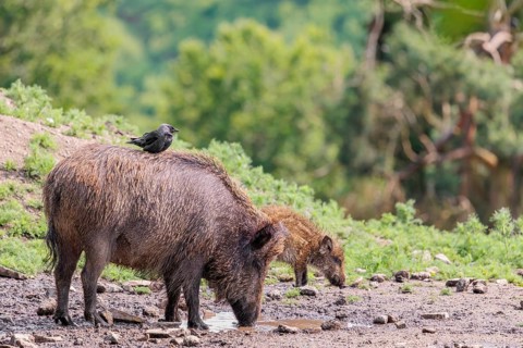 A jackdaw (Coloeus monedula) sits on the back of a wild boar (Sus scrofa). Bavaria, Germany