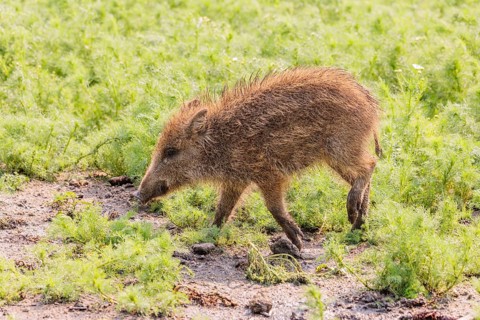 A wild boar piglet (Sus scrofa) runs across a field of wild chamomile (Matricaria chamomilla).