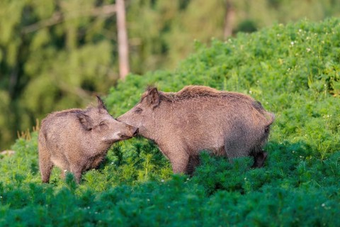 Two young wild boar (Sus scrofa) stand in a field of wild chamomile (Matricaria chamomilla),