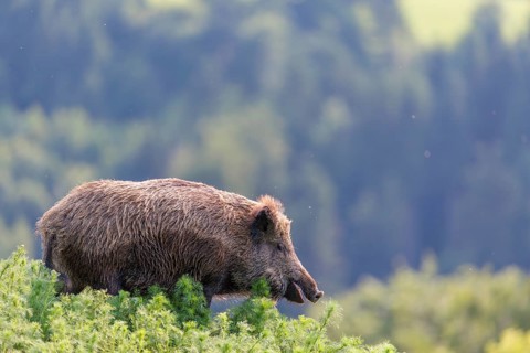 A wild boar (Sus scrofa) runs across a field of wild chamomile (Matricaria chamomilla). Bavaria,