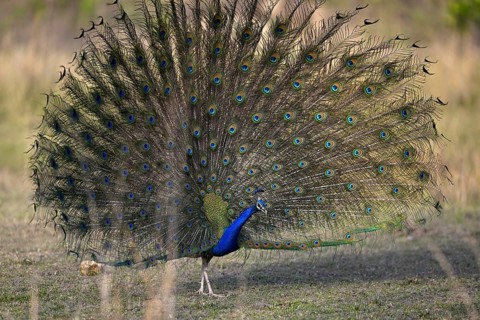 Indian peacock (Pavo scalloped ribbonfish), Corbett National Park, near Ramnagar, Uttarakhand