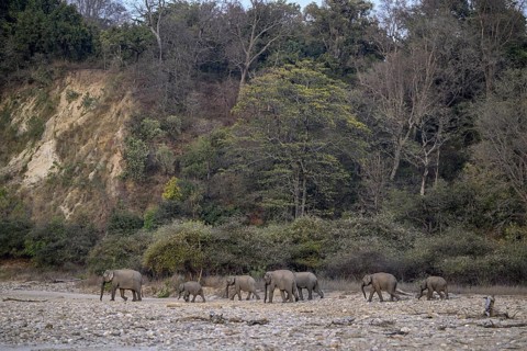 Indian elephants (Elephas maximus indicus), Corbett National Park, near Ramnagar, Uttarakhand