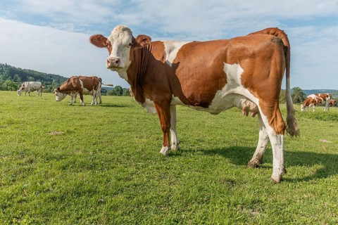 Brown and white cows are grazing calmly on a lush green pasture under a clear blue sky. The