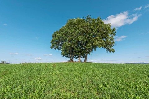 In a serene landscape, three mature trees protrude from a lush green hill, standing in bright