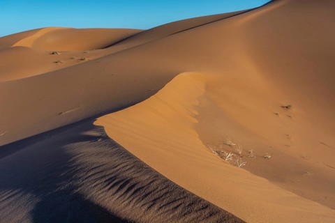 Golden sand dunes rise dramatically against a clear blue sky at sunset. The shadows emphasise the