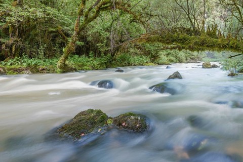 A river flows through a lively forest with smooth rocks that are partially submerged in the water.