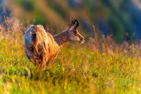 A chamois looks attentively, surrounded by golden grasses in the sun, chamois, chamois, (Rupicapra